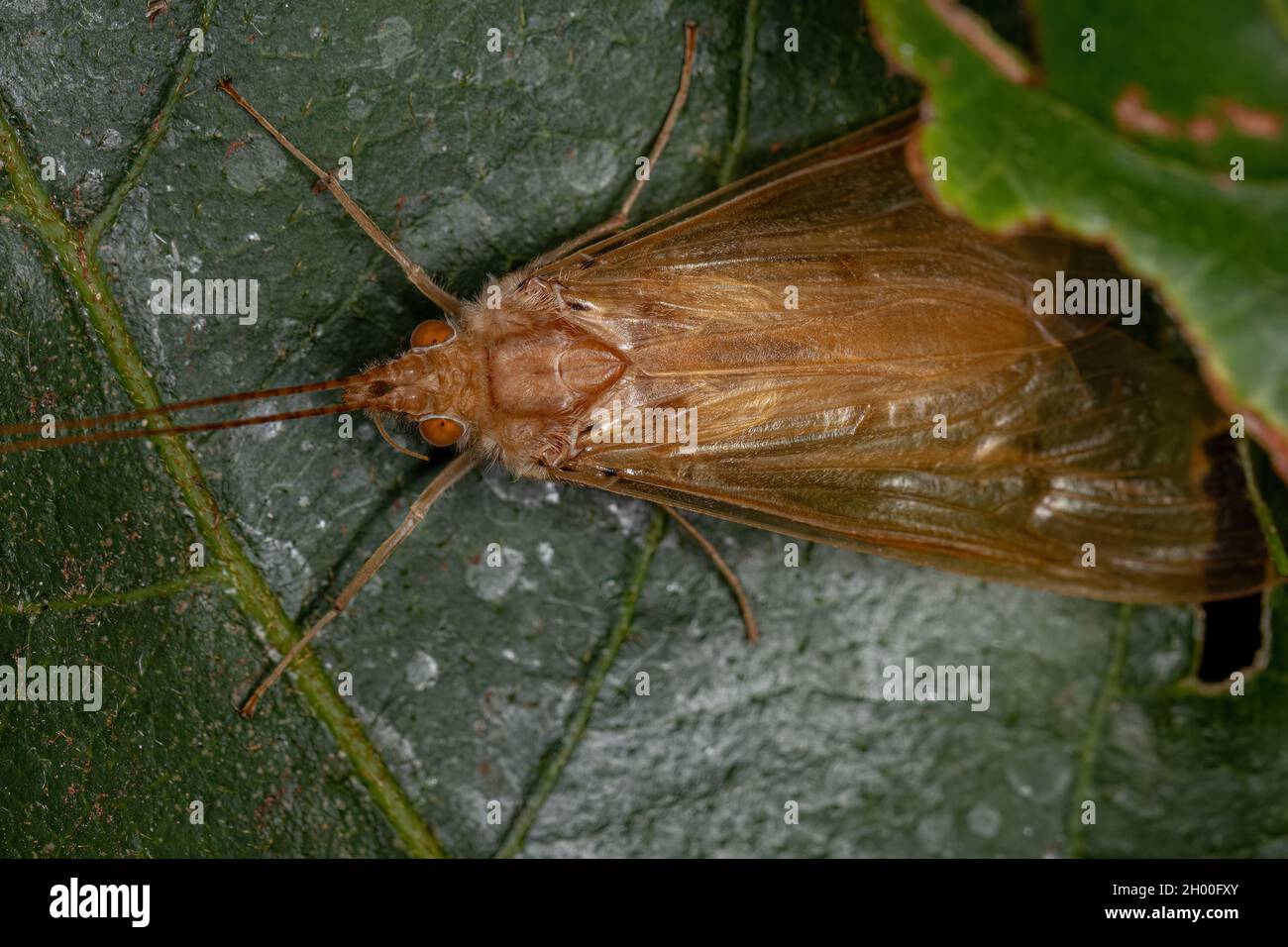 Adult Green Caddisfly of the Genus Leptonema Stock Photo Alamy