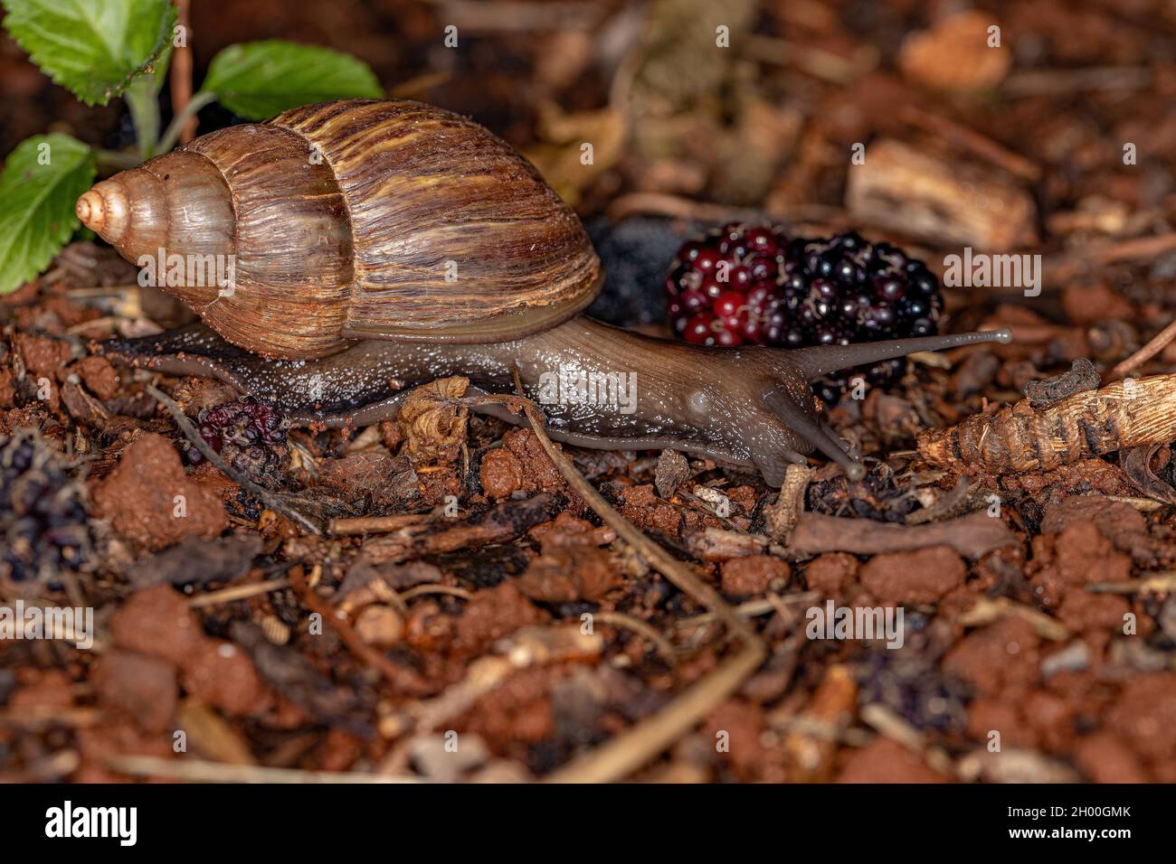 African giant snail hires stock photography and images Alamy