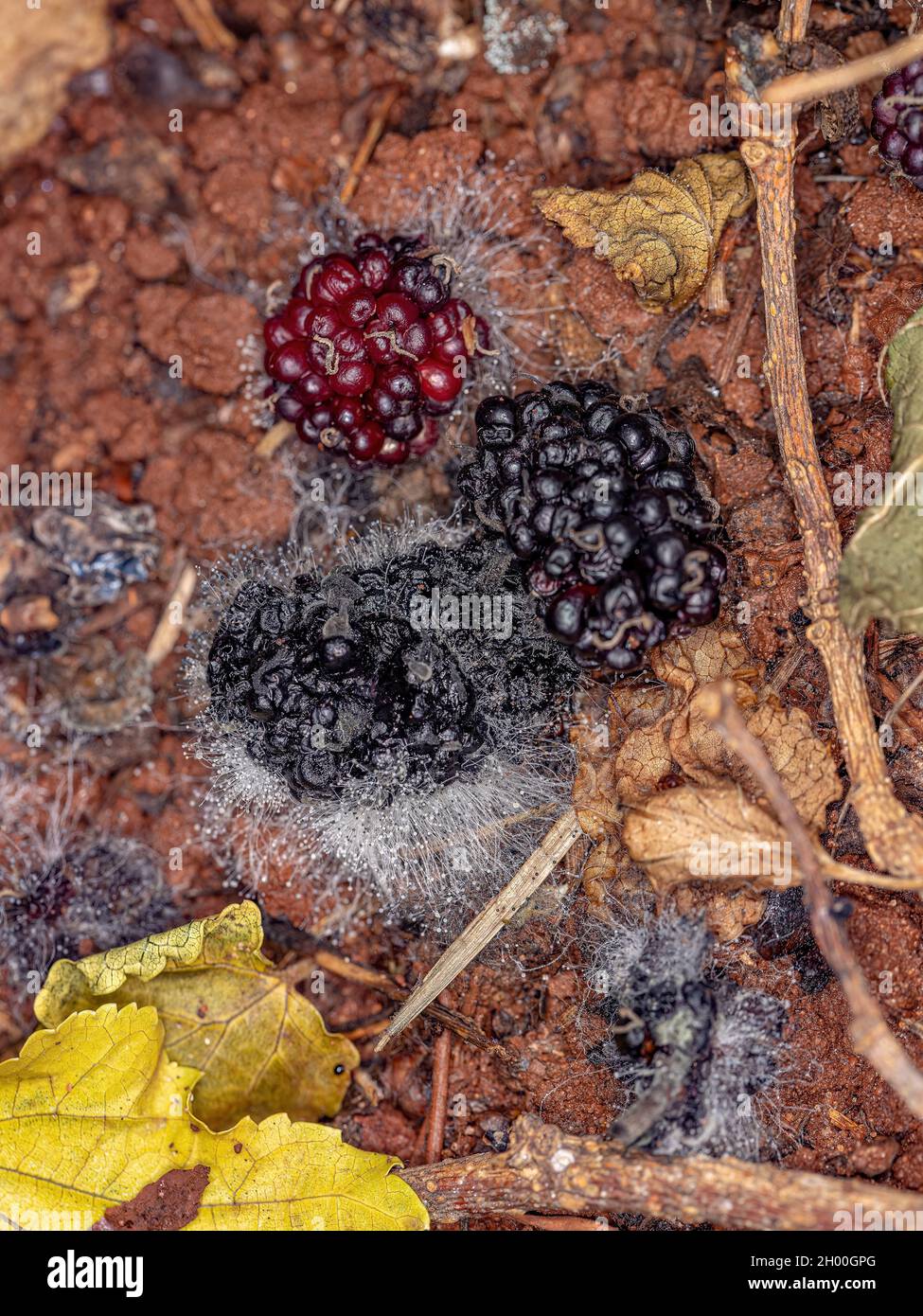 Ripe mulberry fruits fallen on the ground in a state of fungal decomposition Stock Photo