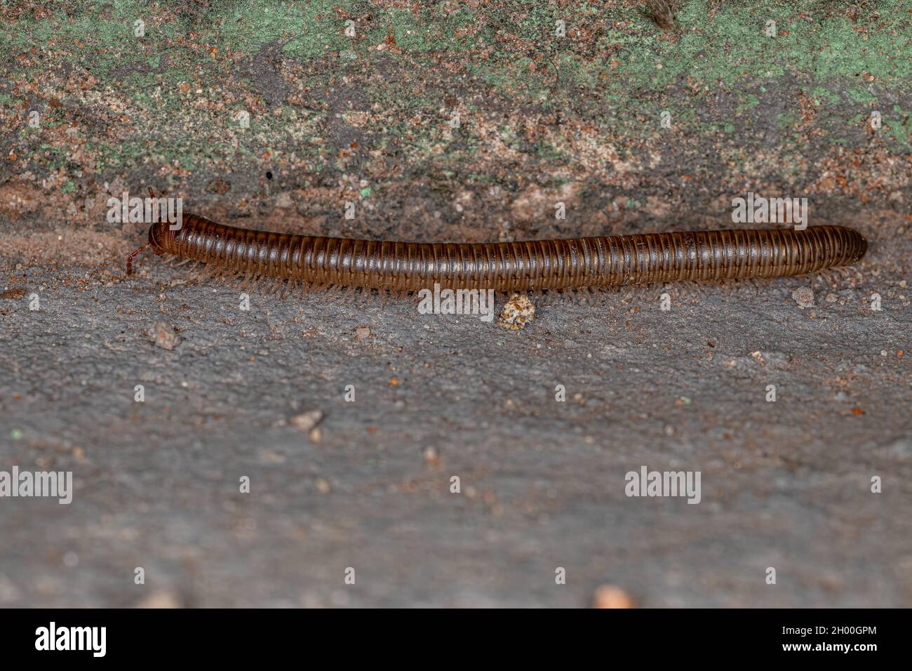 Adult Common Brown Millipede of the Order Spirostreptida Stock Photo