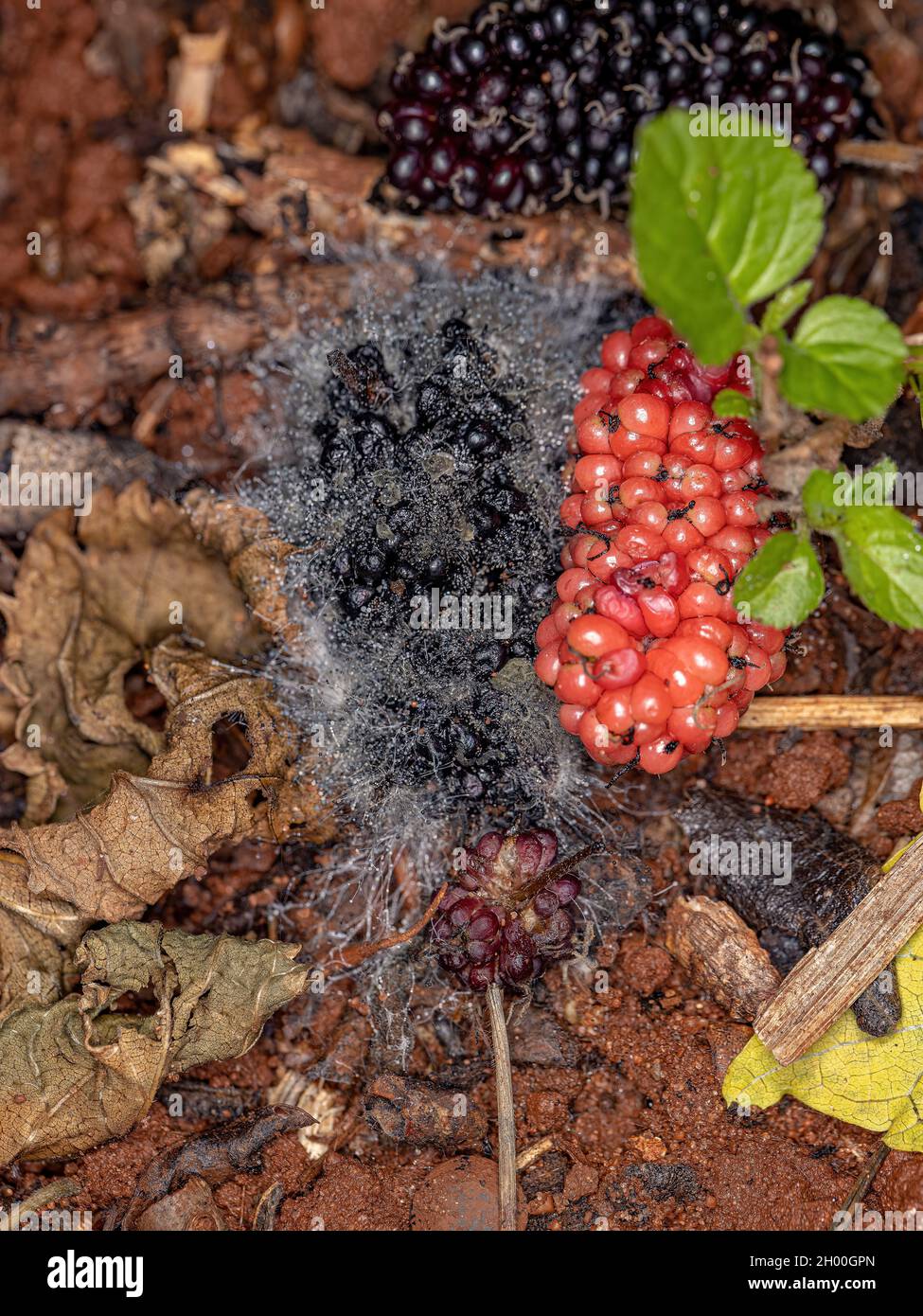Ripe mulberry fruits fallen on the ground in a state of fungal decomposition Stock Photo