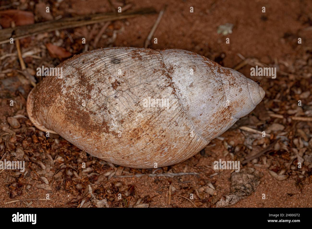 shell of Common Land Snail of the Genus Megalobulimus Stock Photo
