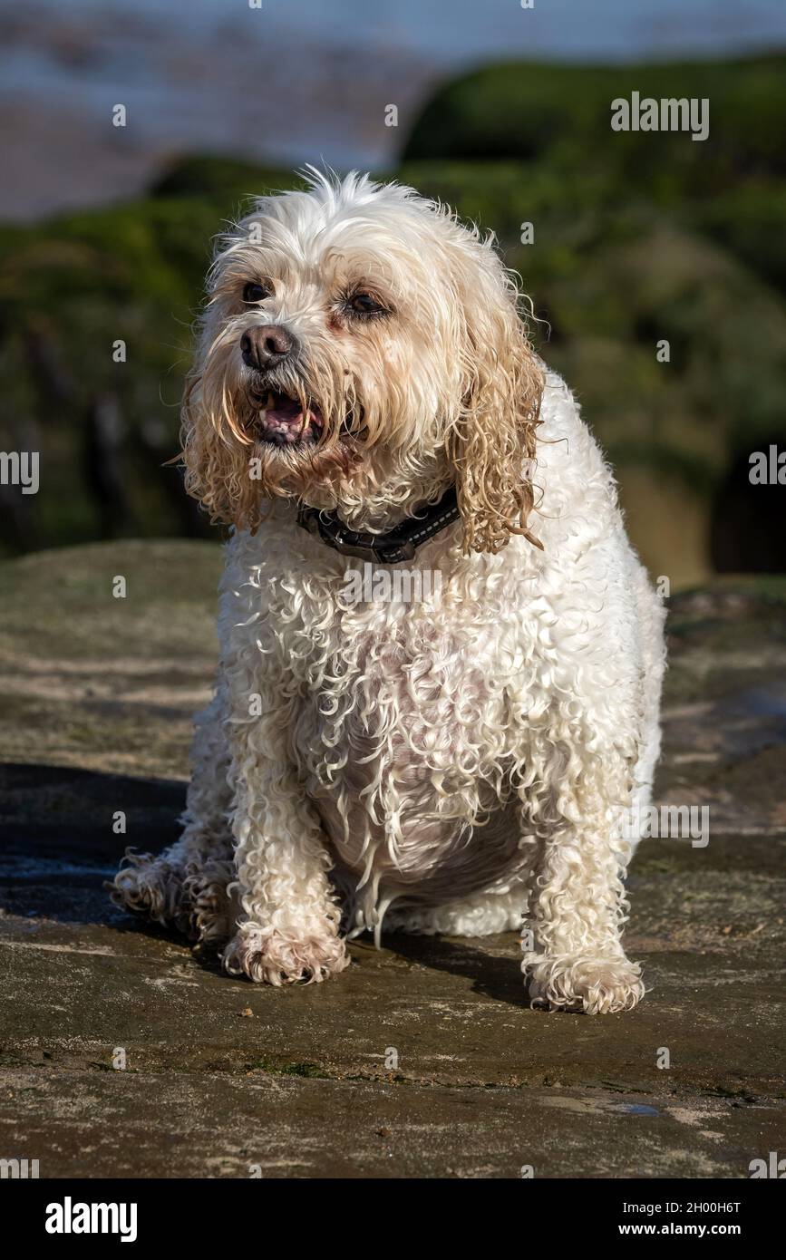 Cavachon Stock Photo