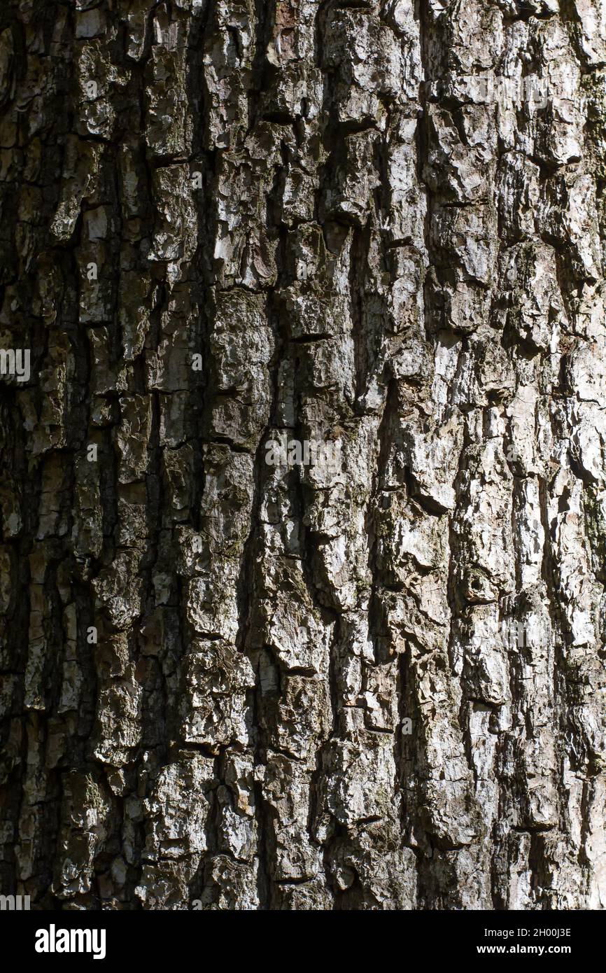 Tree bark texture with shadow and grident lighting. Stock Photo