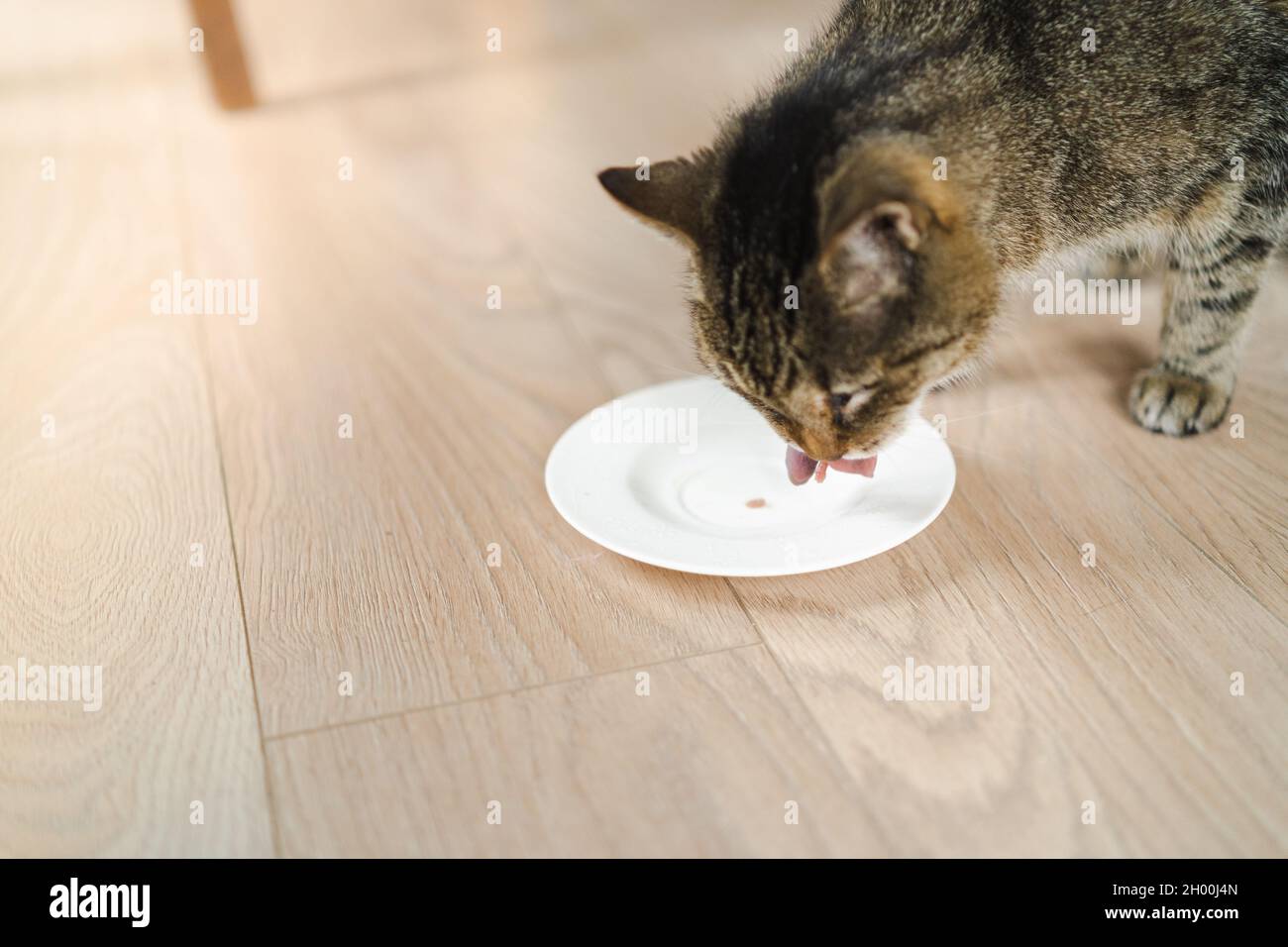Picture of Cat smelling dead newborn rat served on a plate. Feeding pets 