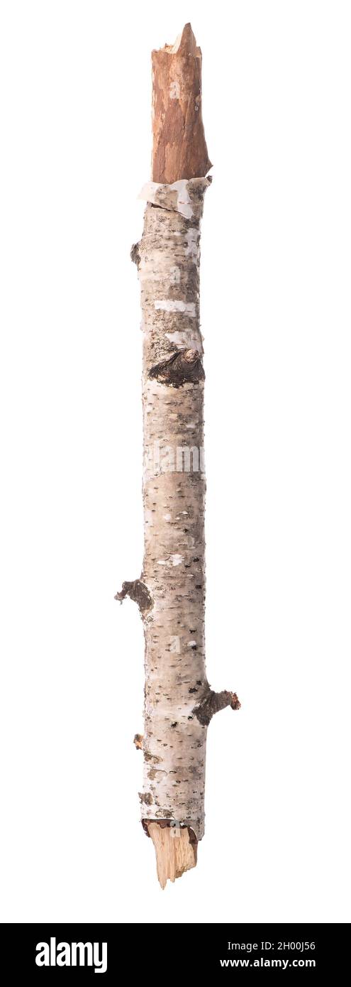 Trunk or branch of a birch isolated on a white background Stock Photo