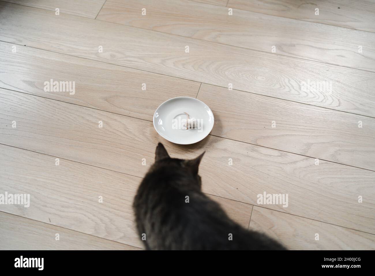 Cat eating dead mouse. Feeding pets 'whole prey' diet Stock Photo