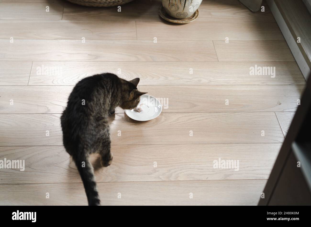 Cat eating dead mouse. Feeding pets 'whole prey' diet Stock Photo