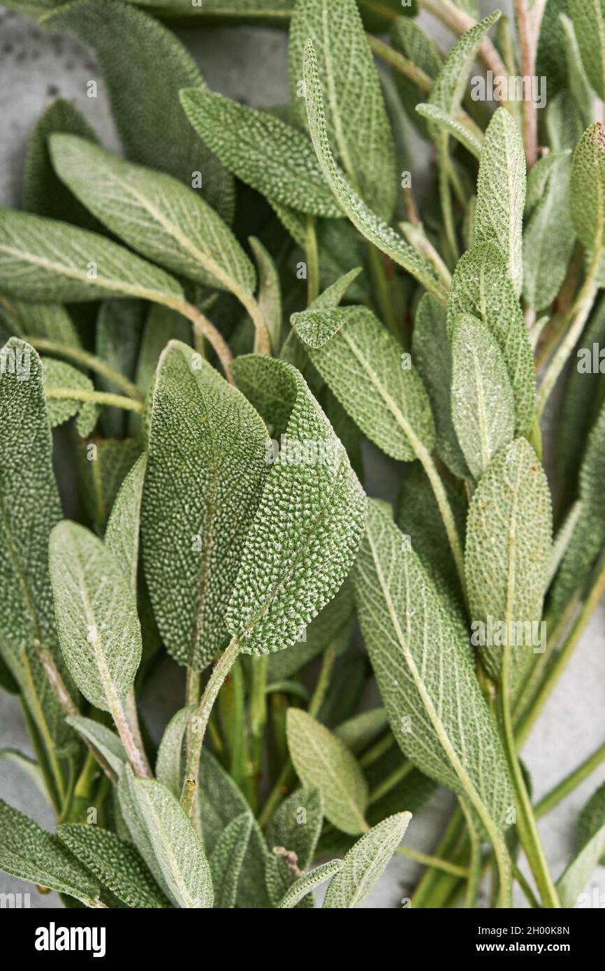 Sage fresh green leaves. Herb sage abstract texture background. Nature