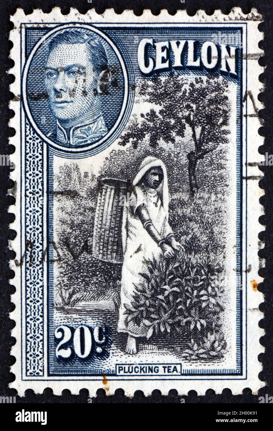 SRI LANKA - CIRCA 1938: a stamp printed in Sri Lanka shows Picking Tea, circa 1938 Stock Photo