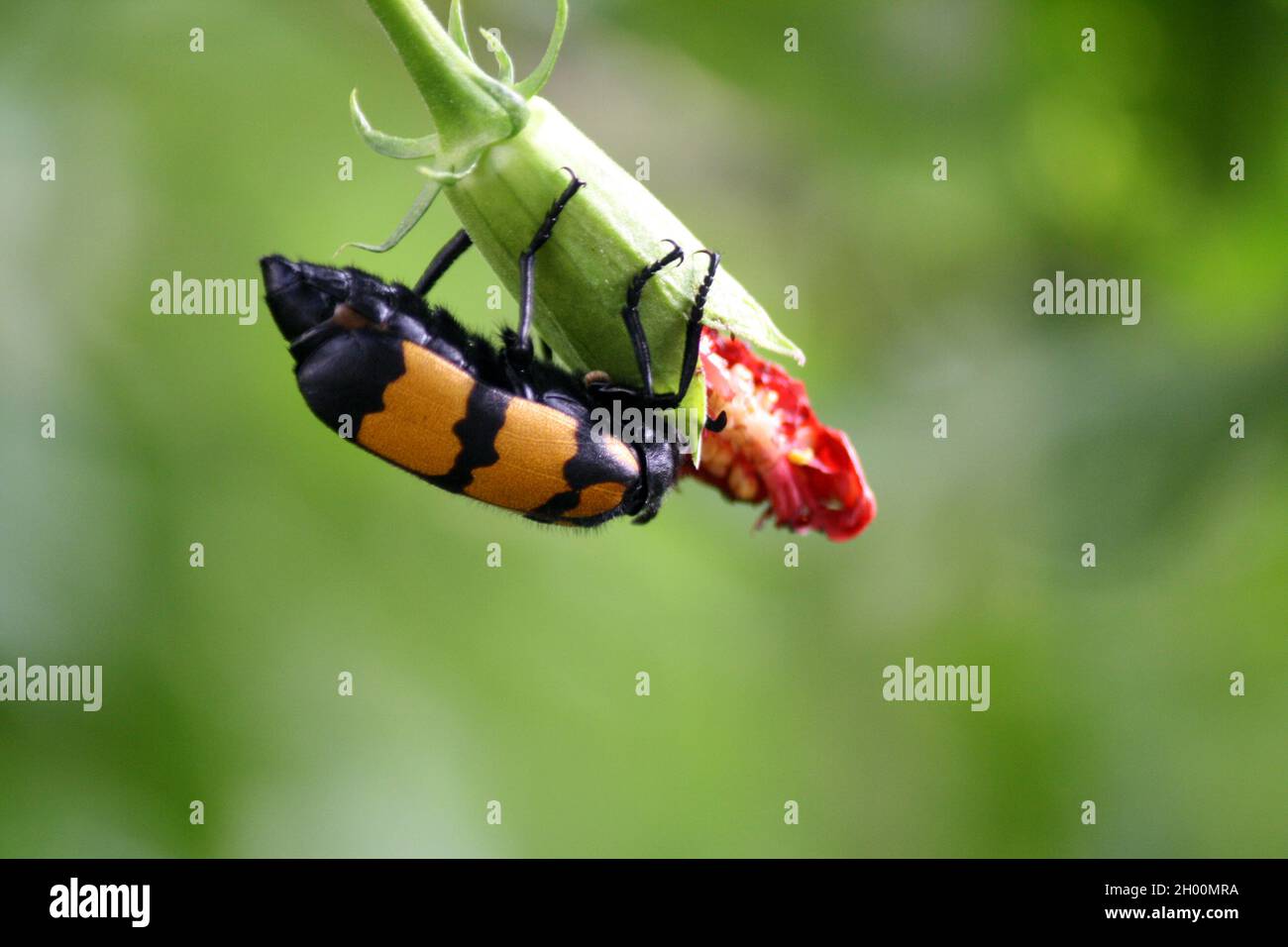 Large yellow-banded Blister Beetle (Mylabris phalerata) feeding on hibiscus plant Stock Photo