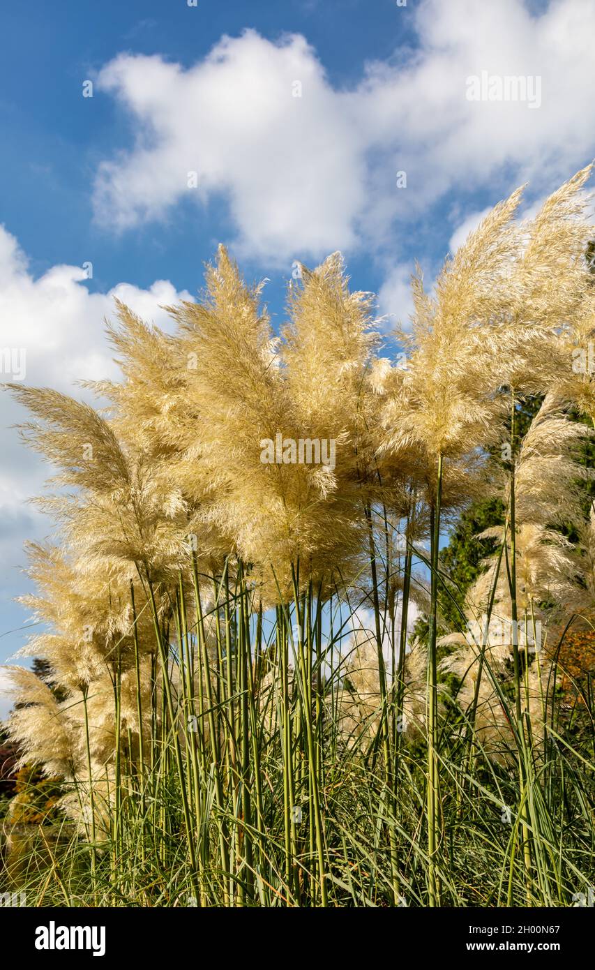 Tall Pampas grass against a blue sky Stock Photo Alamy
