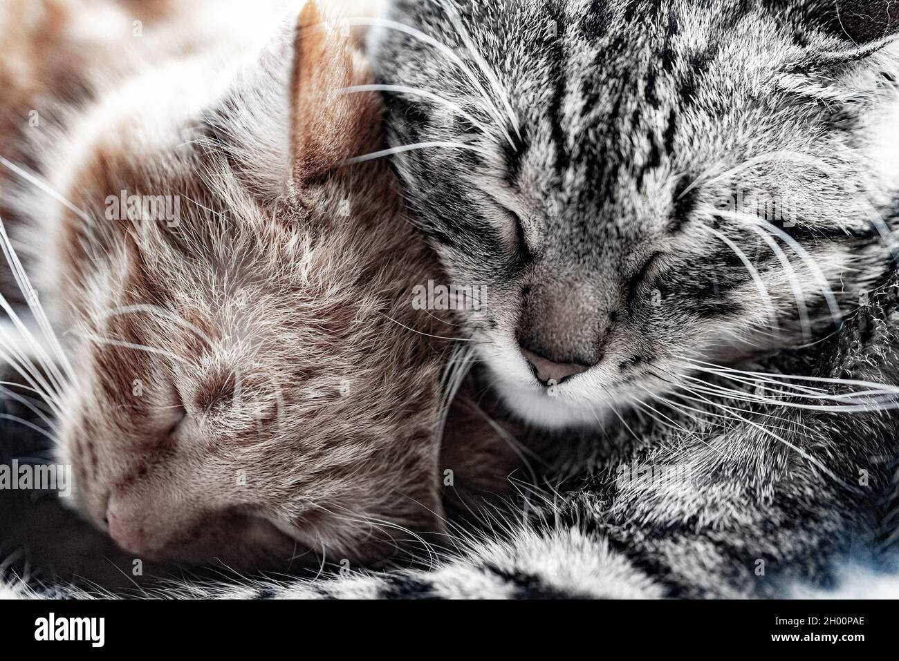 Two cats cuddle in a dream. Resting cats close up. Colorful striped ...