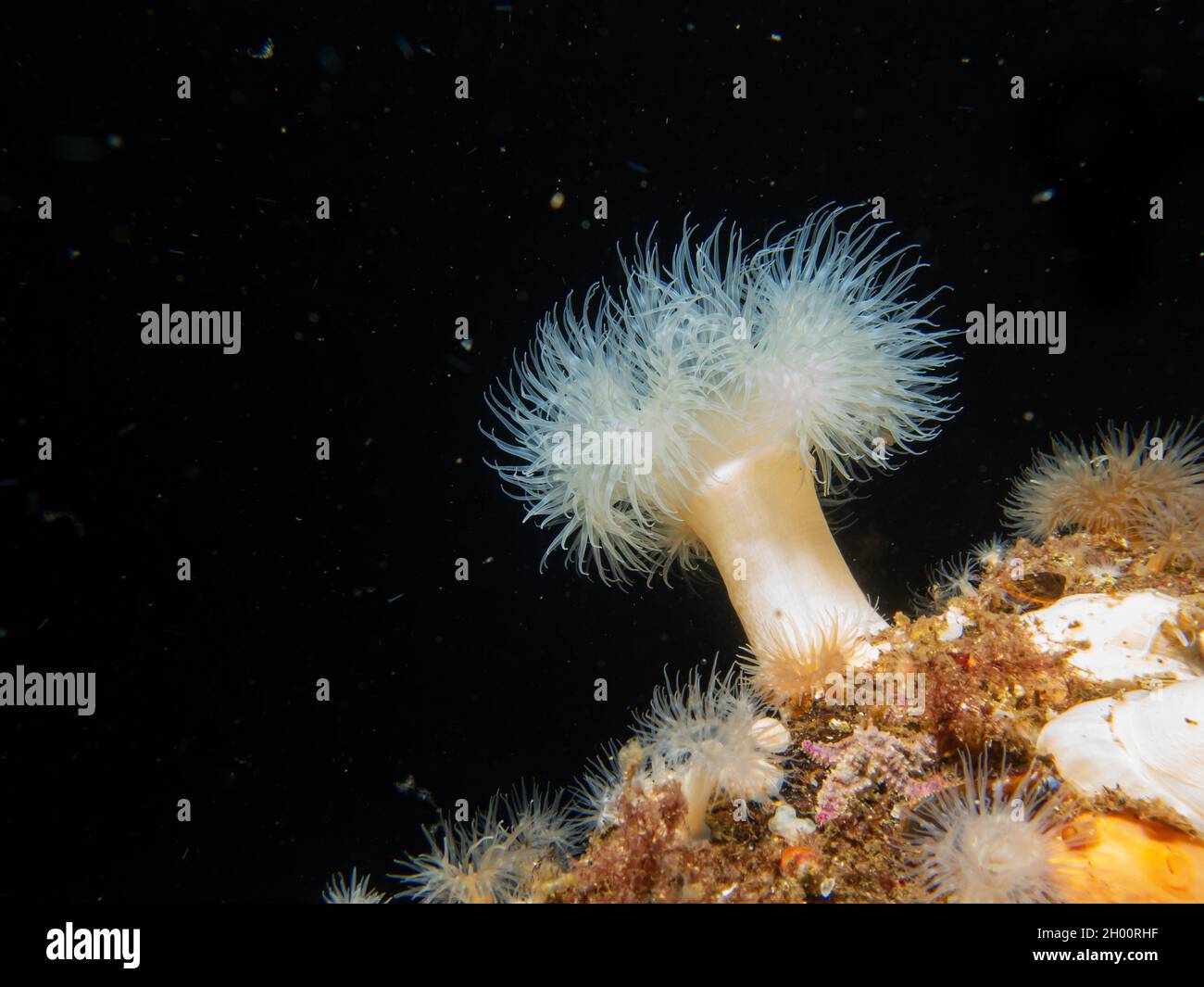 A Frilled anemone, or Metridium senile at a Swedish Weather Island reef Stock Photo