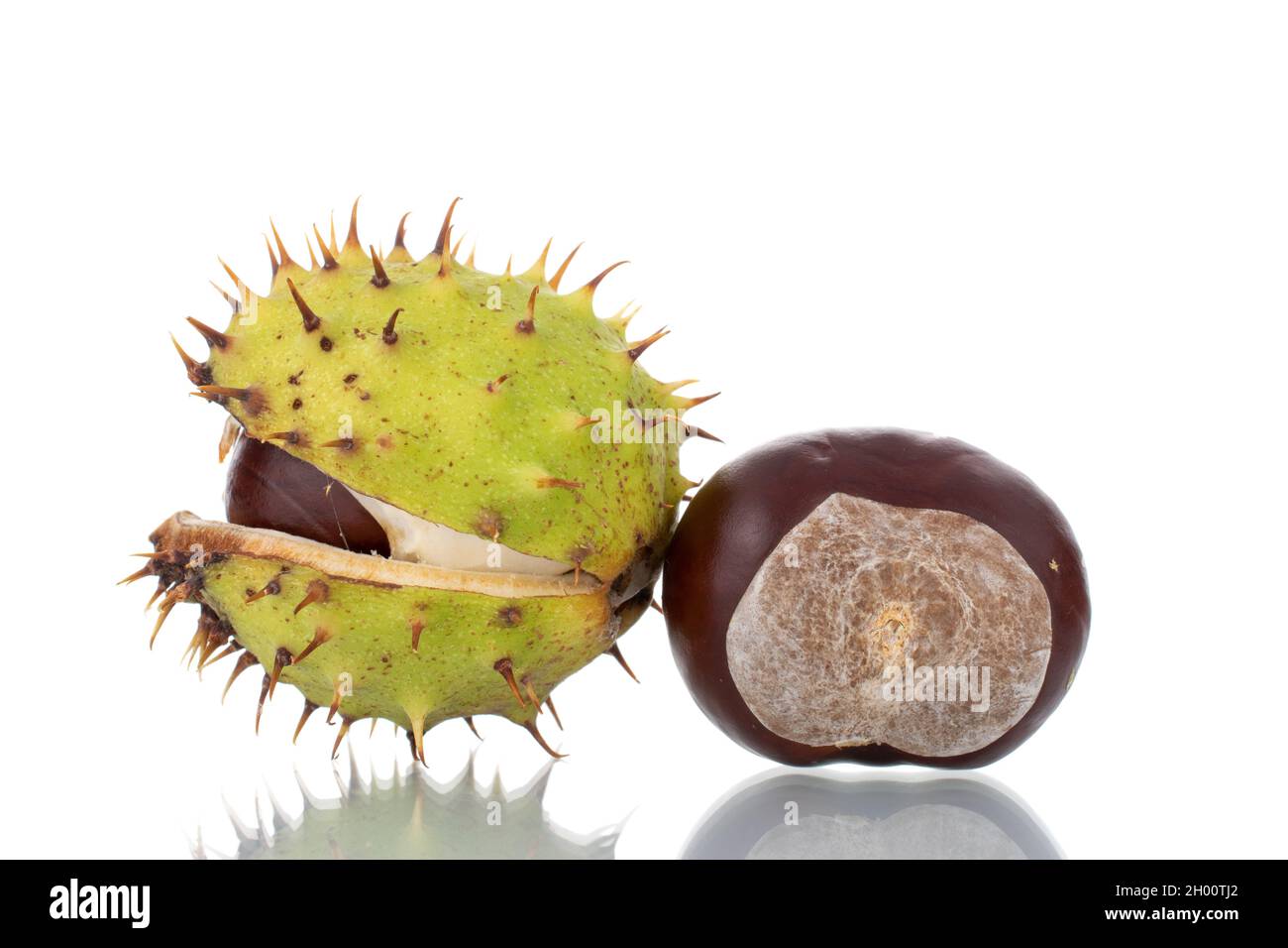Two  chestnuts, close-up, isolated on white. Stock Photo