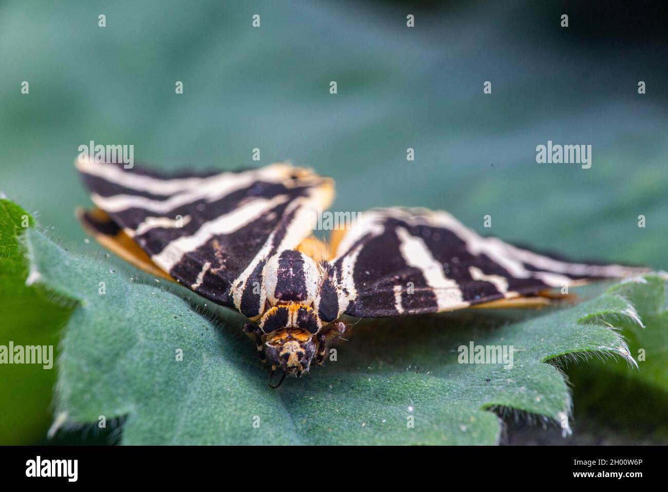 Jersey Tiger Moth Uk Hi res Stock Photography And Images Alamy