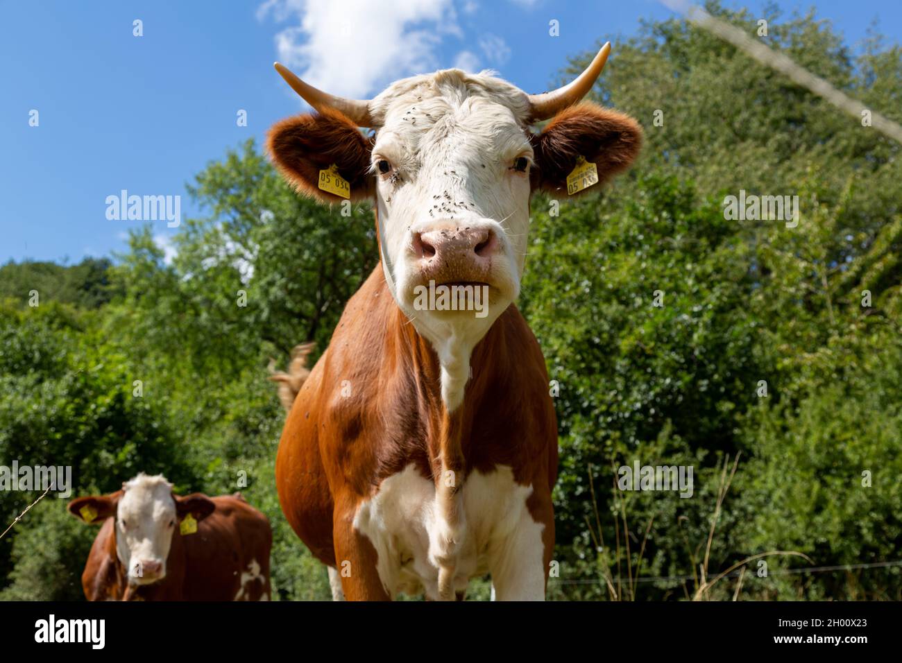A low angle shot of a brown-white cow in the field Stock Photo - Alamy