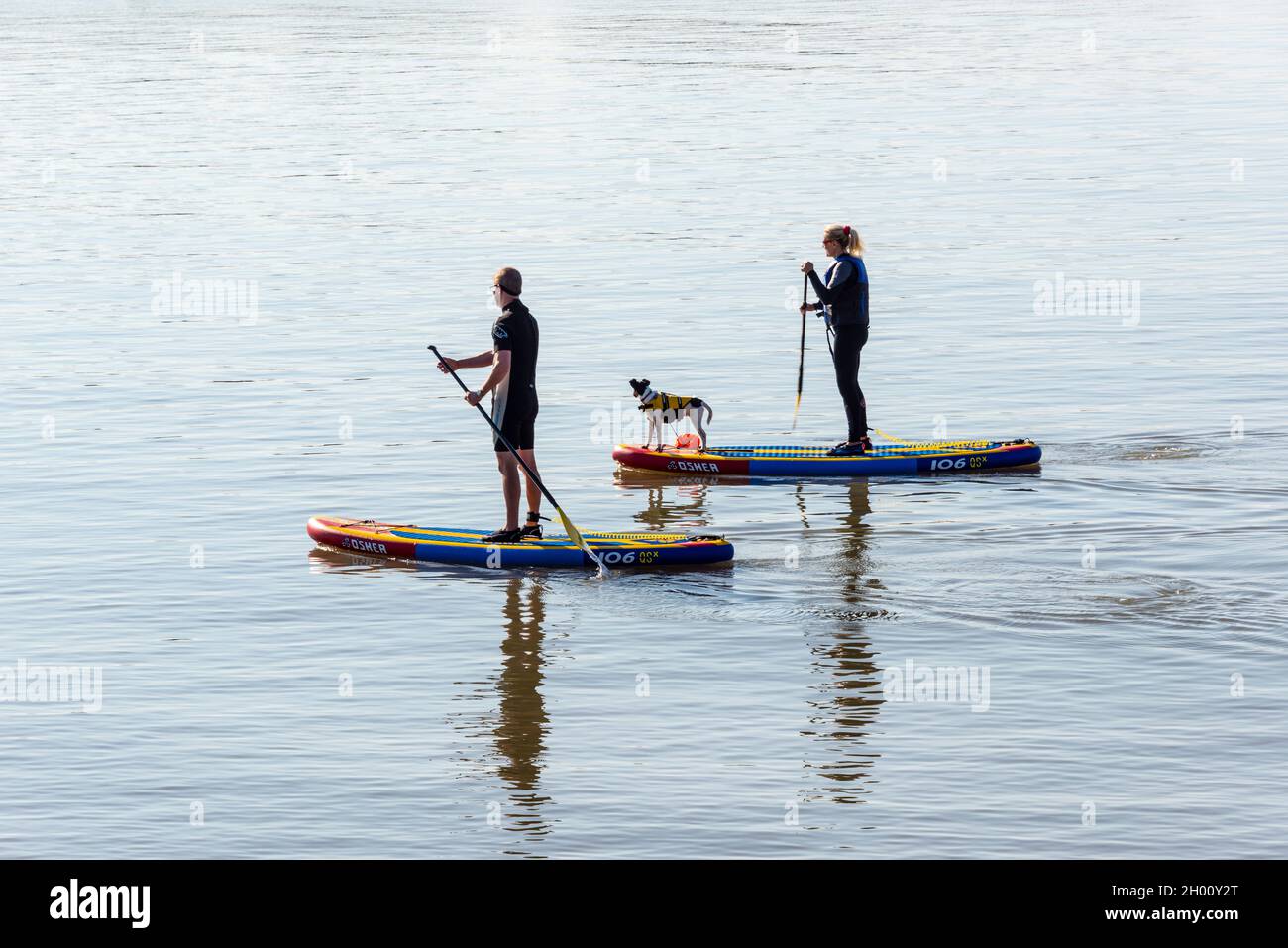 A man and a woman on paddleboards, with their dog, at Barry Old Harbour on a sunny and unusually mild and still autumn day. Stock Photo