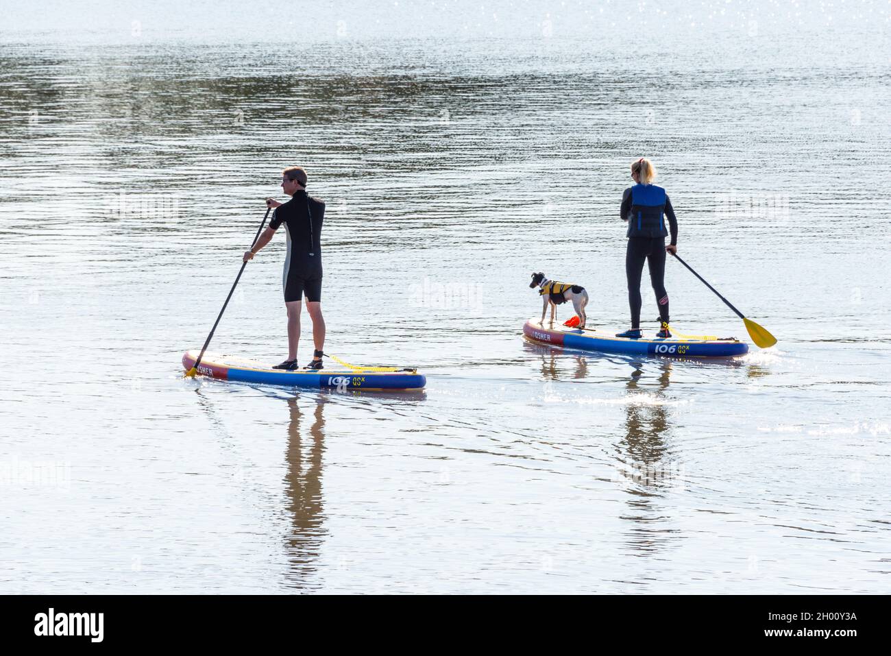 A man and a woman on paddleboards, with their dog, at Barry Old Harbour on a sunny and unusually mild and still autumn day. Stock Photo