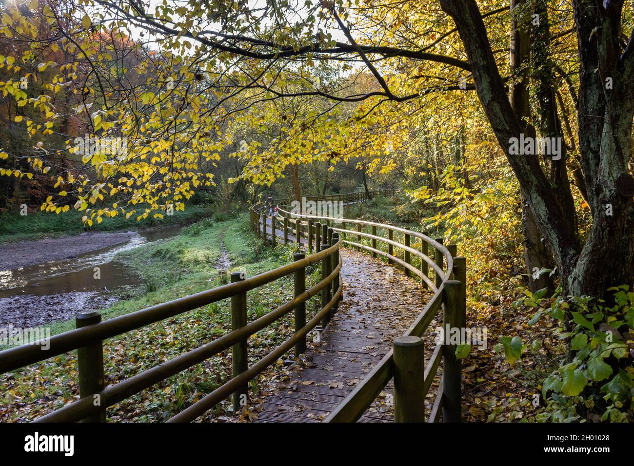 Connah's Quay, Wales: Curved footpath through the woodland in Wepre Park, on an early autumnal morning. Stock Photo