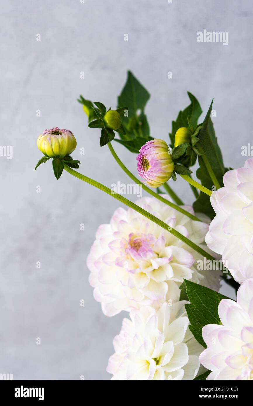 Purple autumn dahlias hi-res stock photography and images - Alamy