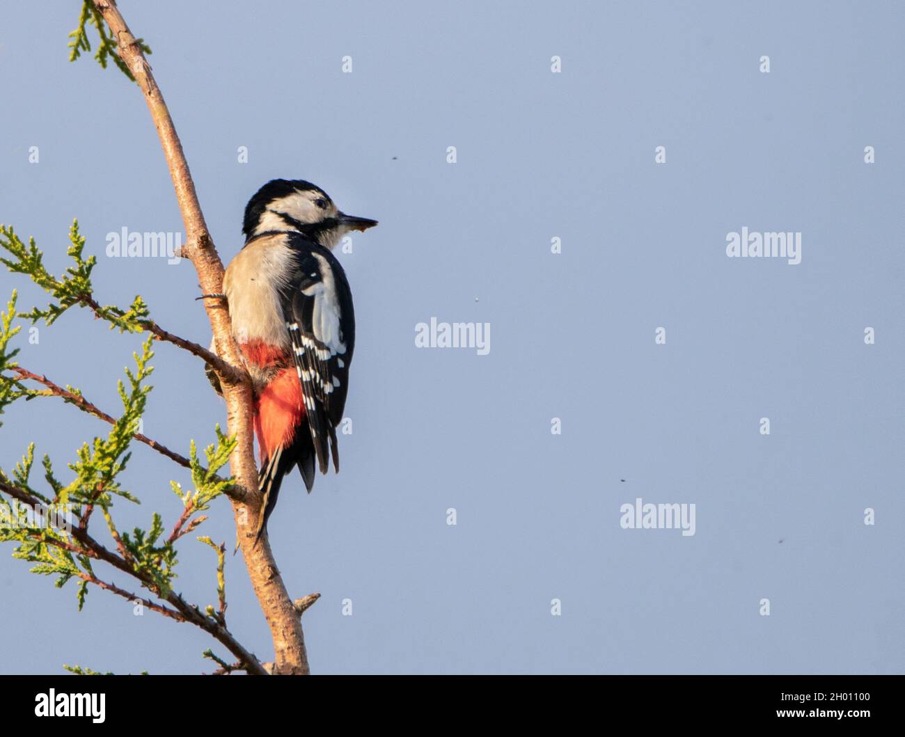 Great Spotted Woodpecker, Dendrcopos major, spotted woodpecker perched in a tree over a British Garden Stock Photo