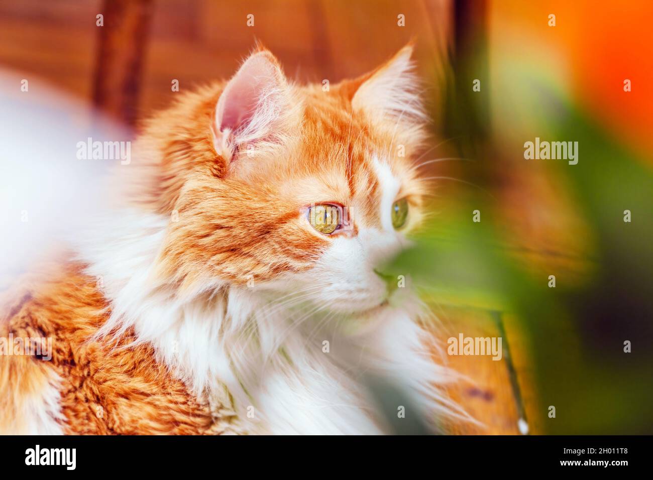 Pretty adult red cat through leaves in memories of thinking Stock Photo