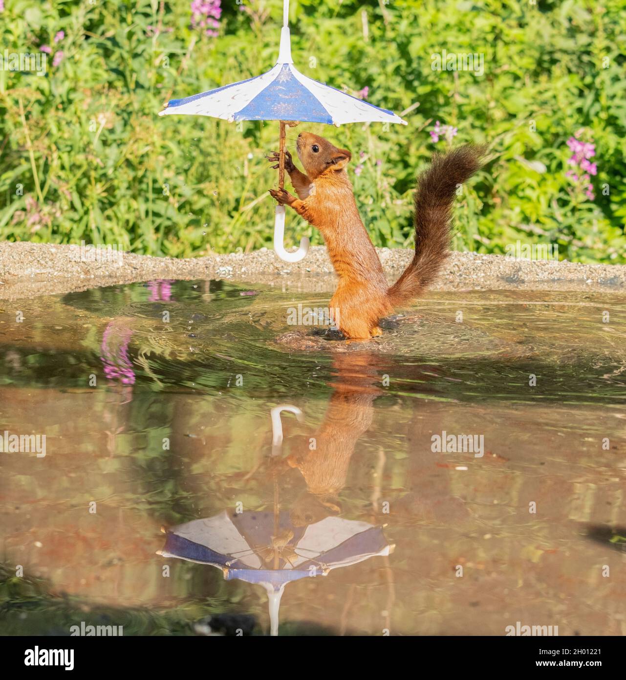 Red squirrel reflection in water hi-res stock photography and images ...