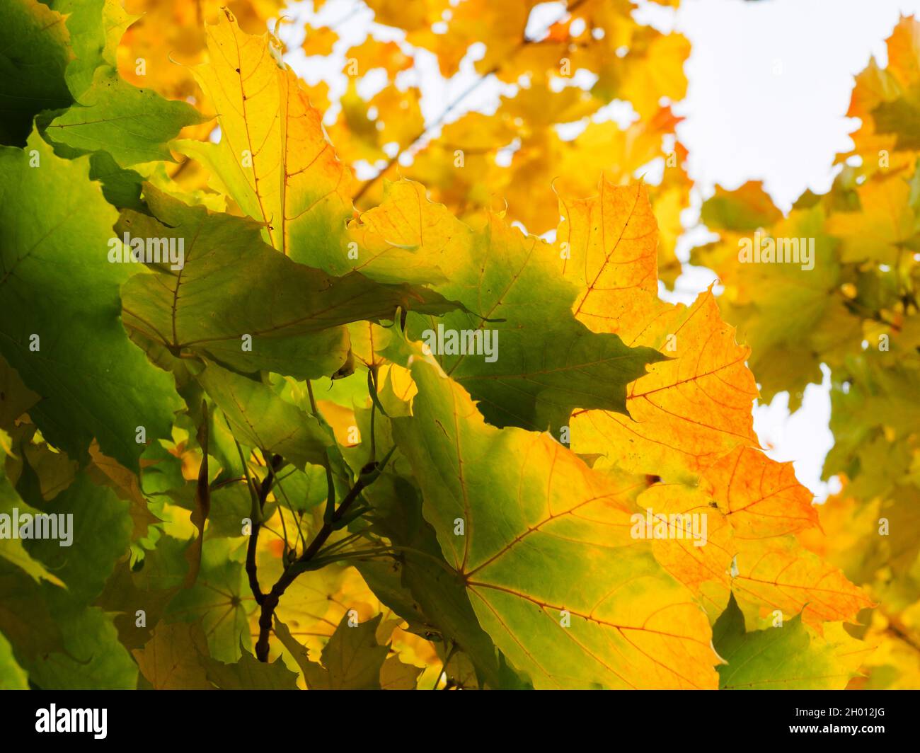 Yellow autumn maple leaves background Stock Photo - Alamy