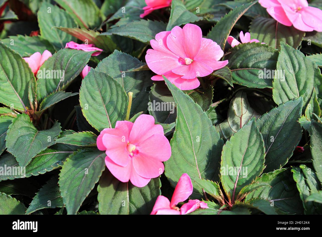 Closeup of pink inpatien flowers growing in spring Stock Photo
