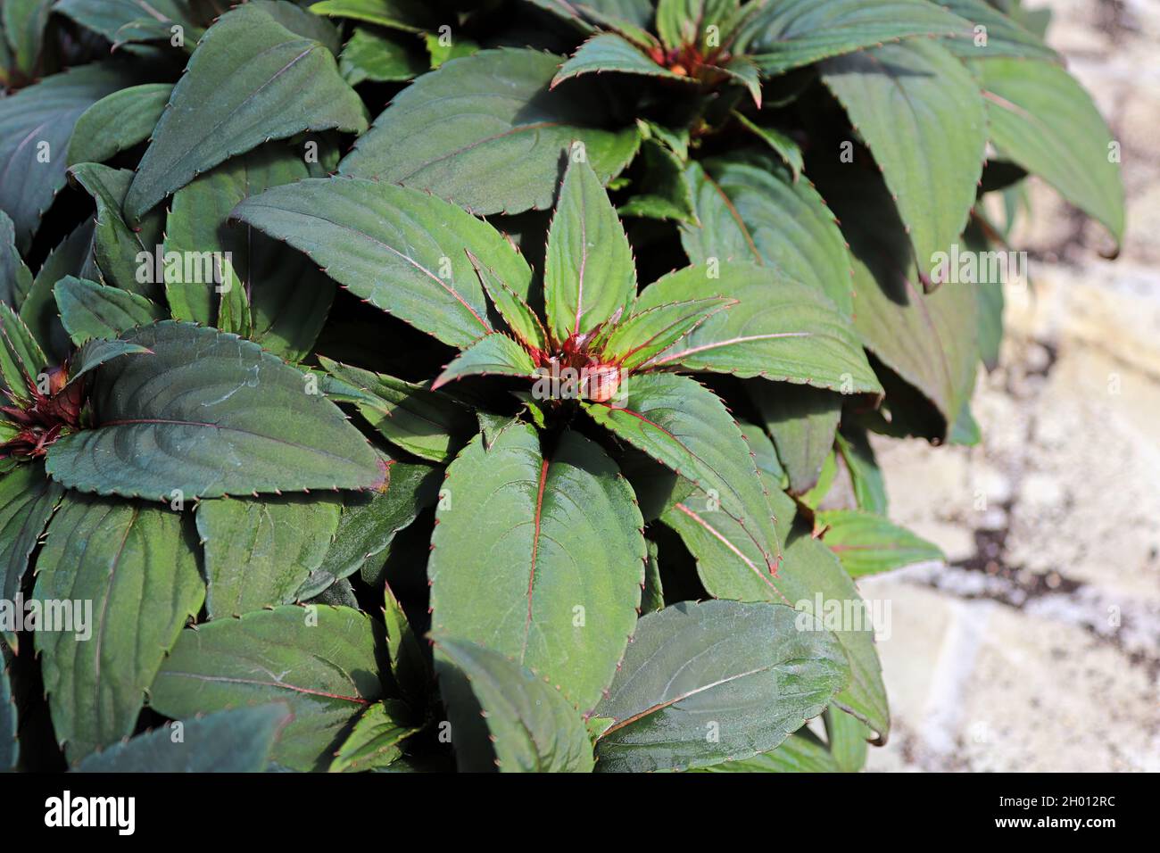 Tiny buds on inpatien flower plants about to bloom Stock Photo