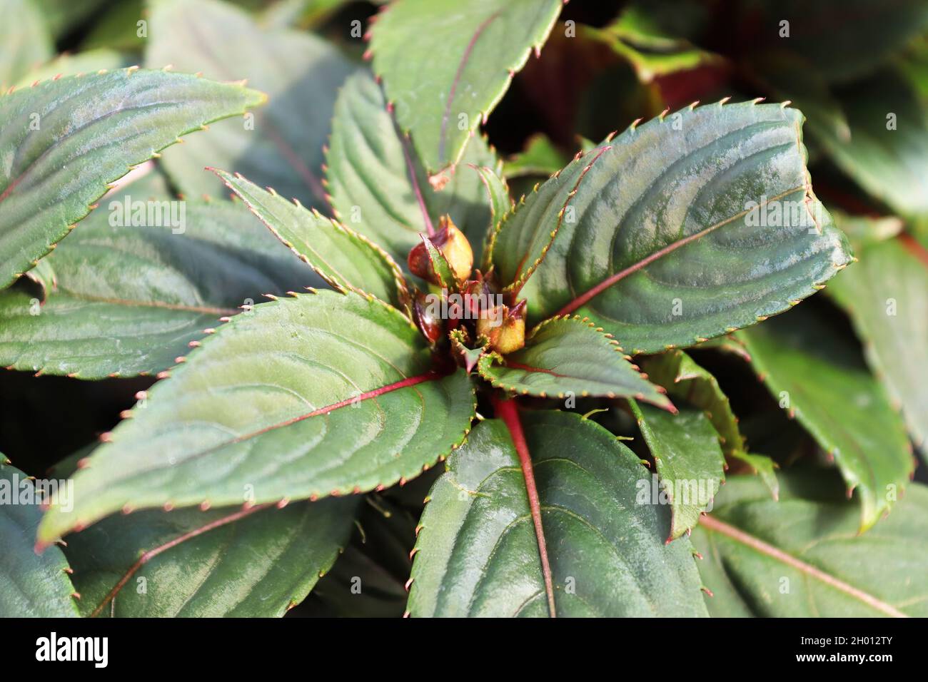 Tiny buds on inpatien flower plants about to bloom Stock Photo