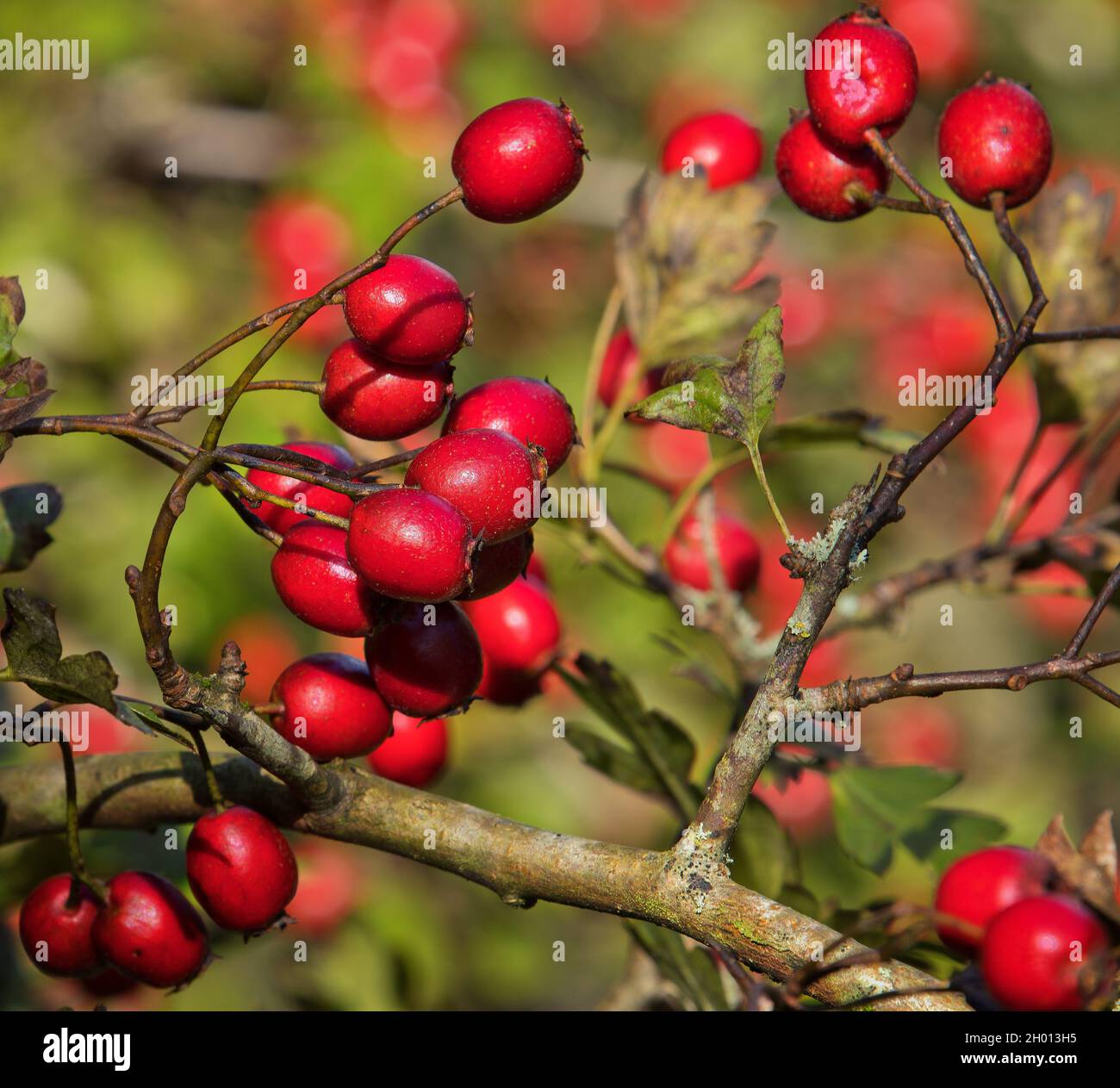 Wild rosehips on a tree, forming an interesting pattern, emphasised by differential focus Stock Photo