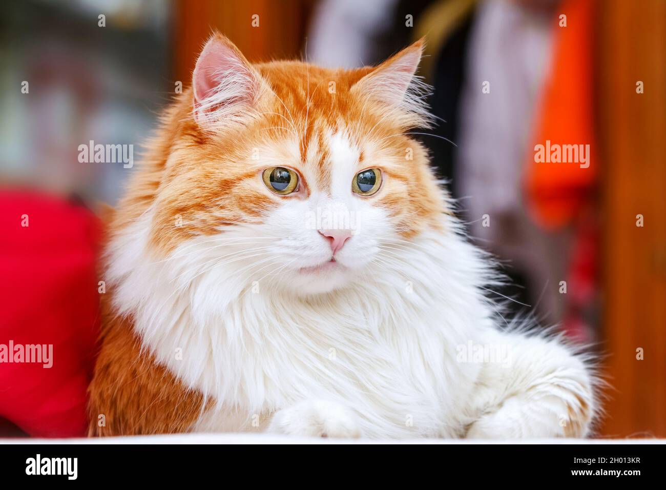 Best portrait of real adult pensive red and white cat Stock Photo