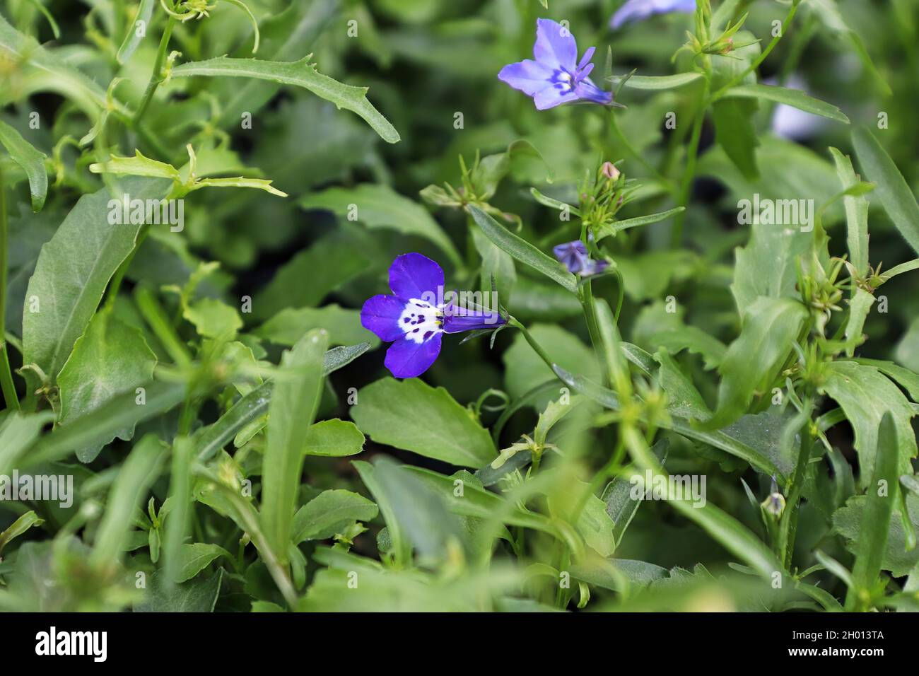 Tiny purple Indian Tobacco flowers blooming in spring Stock Photo