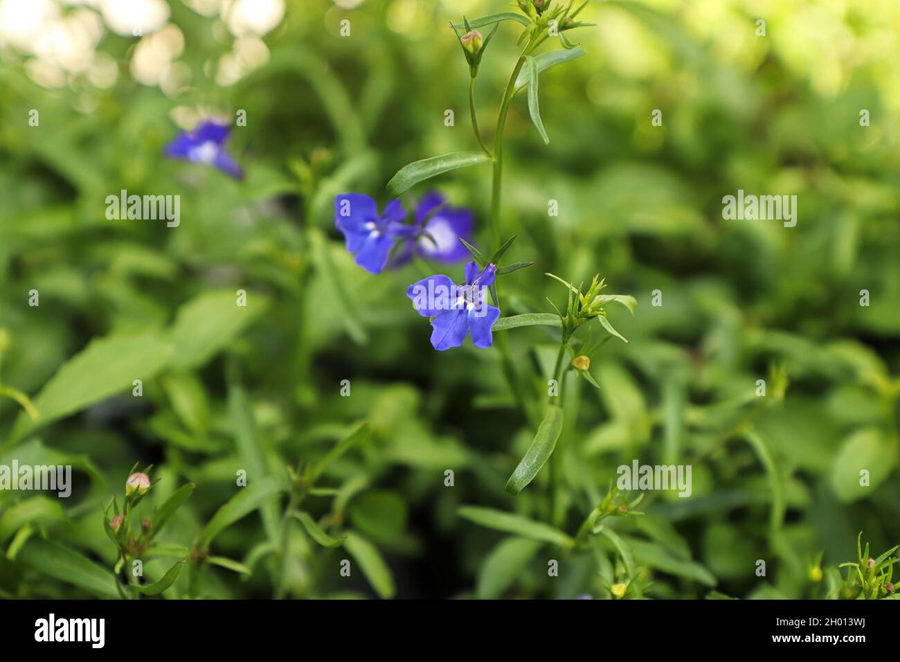 Tiny purple Indian Tobacco flowers blooming in spring Stock Photo
