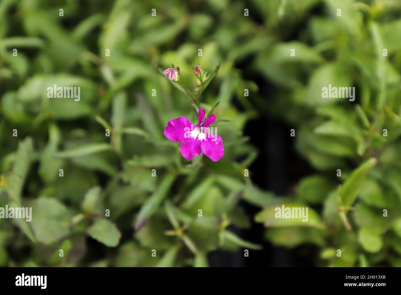 Closeup of pink lobelia tobacco flowers blooming Stock Photo