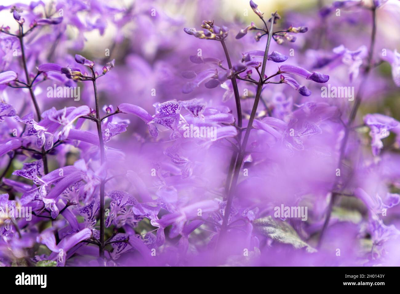 Beautiful purple flowers in garden. Nature plants Stock Photo - Alamy