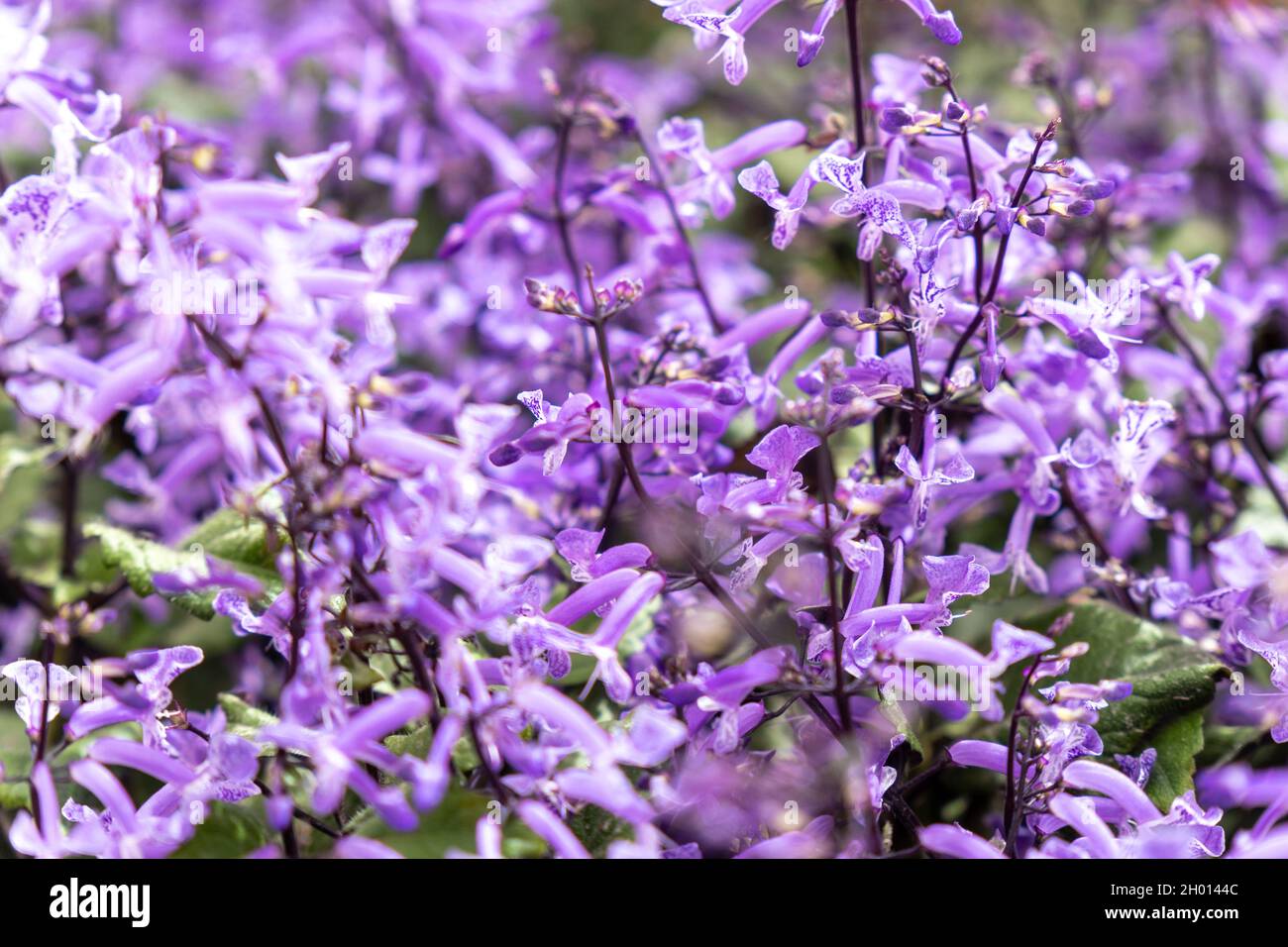 Beautiful purple flowers in garden. Nature plants Stock Photo