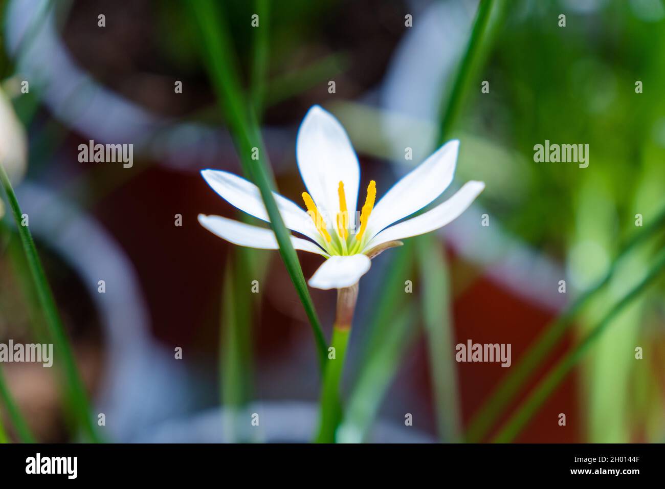 Focus on nature white flower and green grass Stock Photo