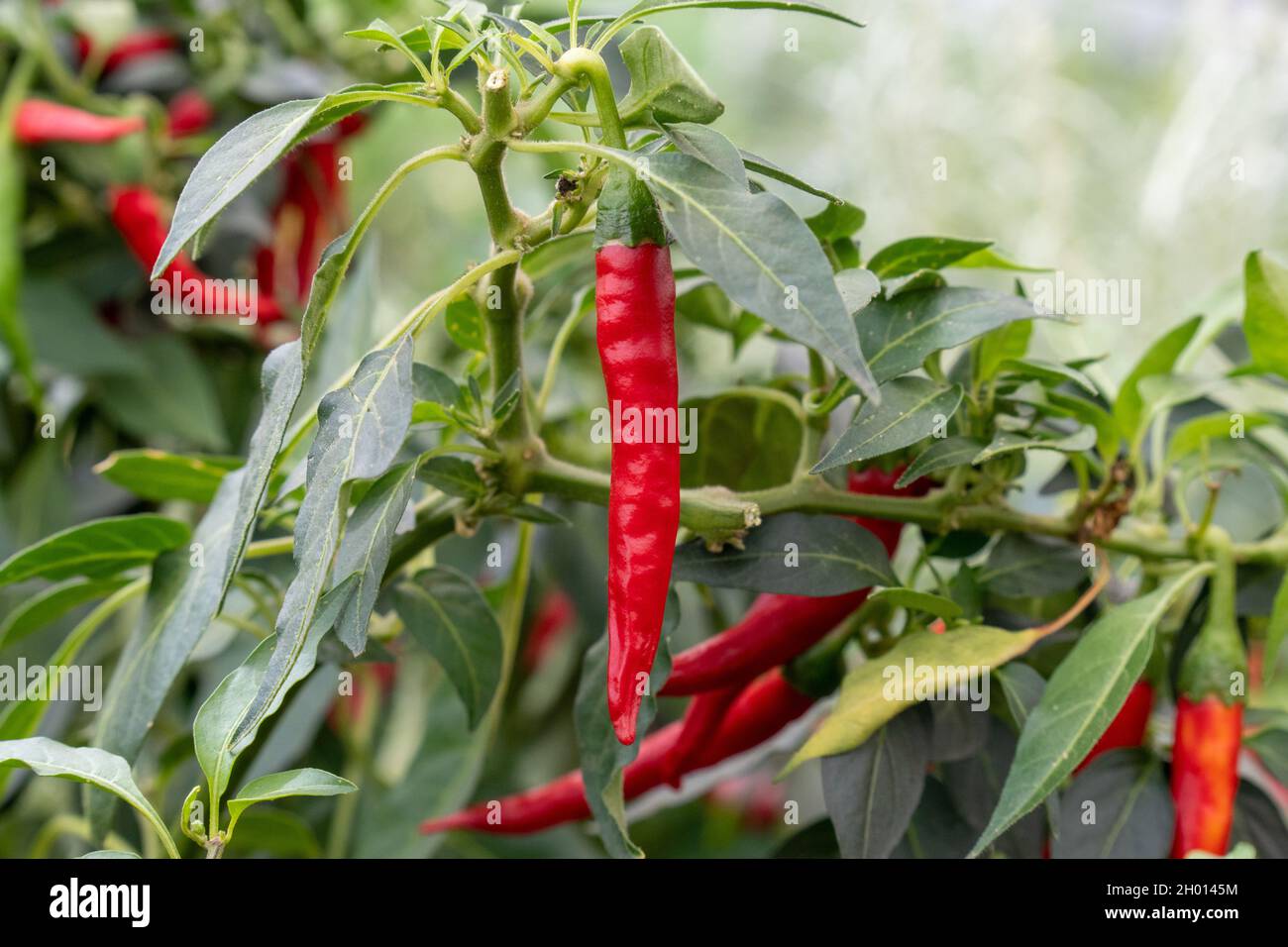 Focus on nature red chilli pepper with green leaves in garden Stock Photo