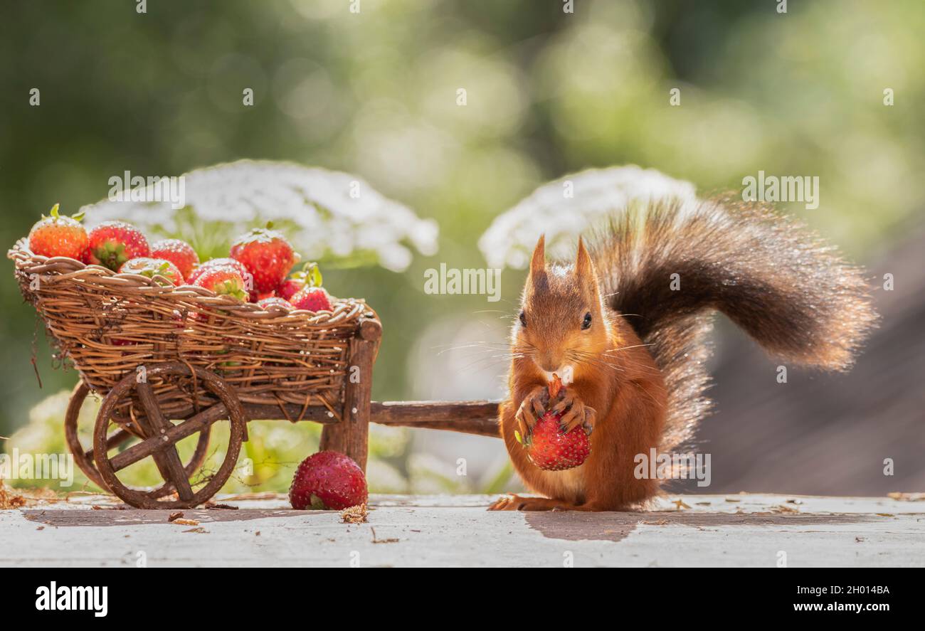 red squirrel is eating a strawberry with wheelbarrow loaded with
