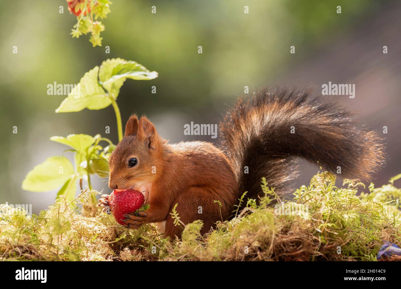 red squirrel is eating an strawberry Stock Photo Alamy