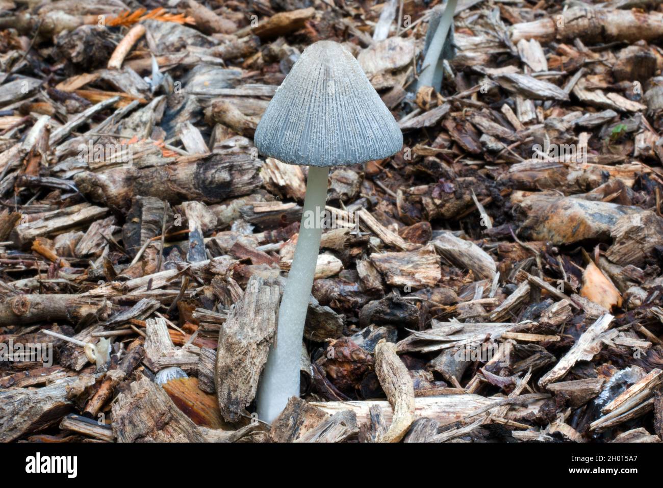 The fungus Coprinopsis lagopus grows solitarily or in groups on wood chips and compost heaps. It is widespread growing throughout the world. Stock Photo