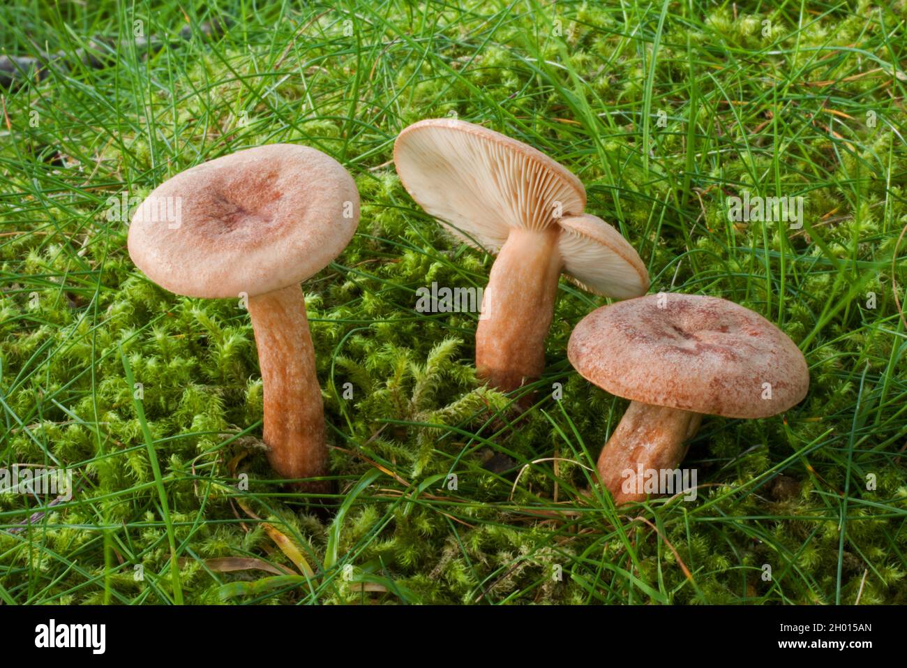 The fungus Lactarius quietus (oak milkcap) is found exclusively under oak trees and can be found in Europe and North America. Stock Photo