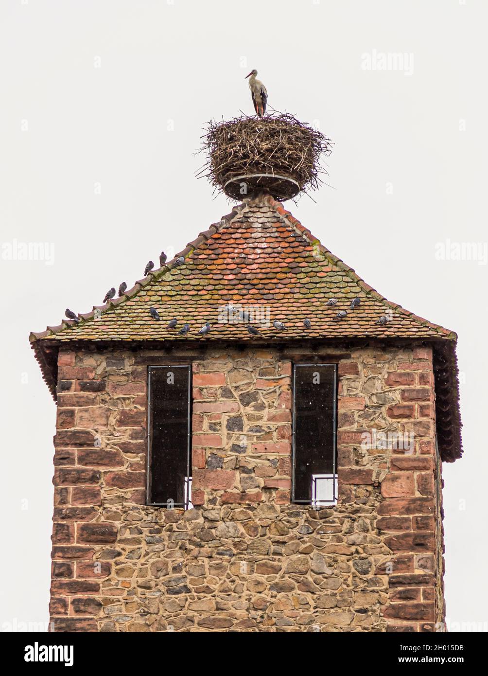 Stork and doves on the Kessler Tower in Kaysersberg, France Stock Photo