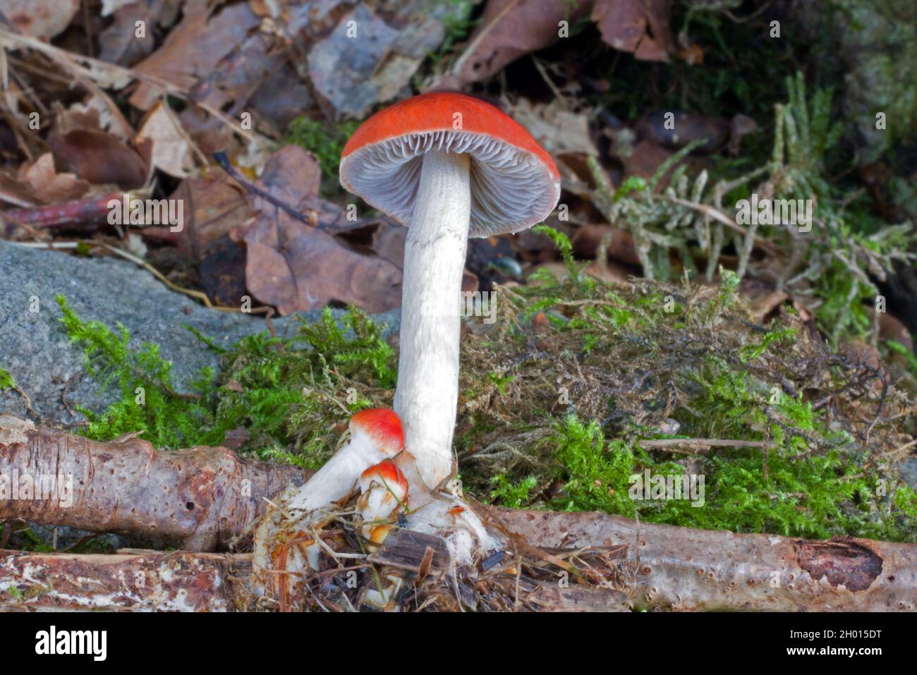 Fungus found on wood chips hires stock photography and images Alamy