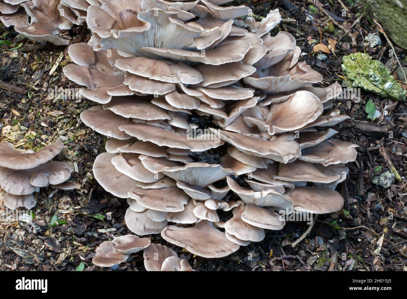The edible fungus Pleurotus ostreatus (oyster mushroom) is widespread in many temperate and subtropical forests throughout the world. Stock Photo
