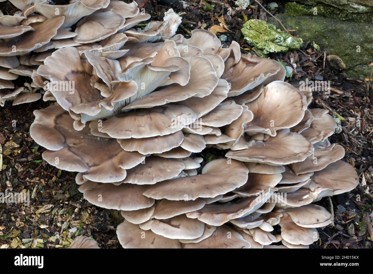 Fungus capable of killing nematodes hires stock photography and images