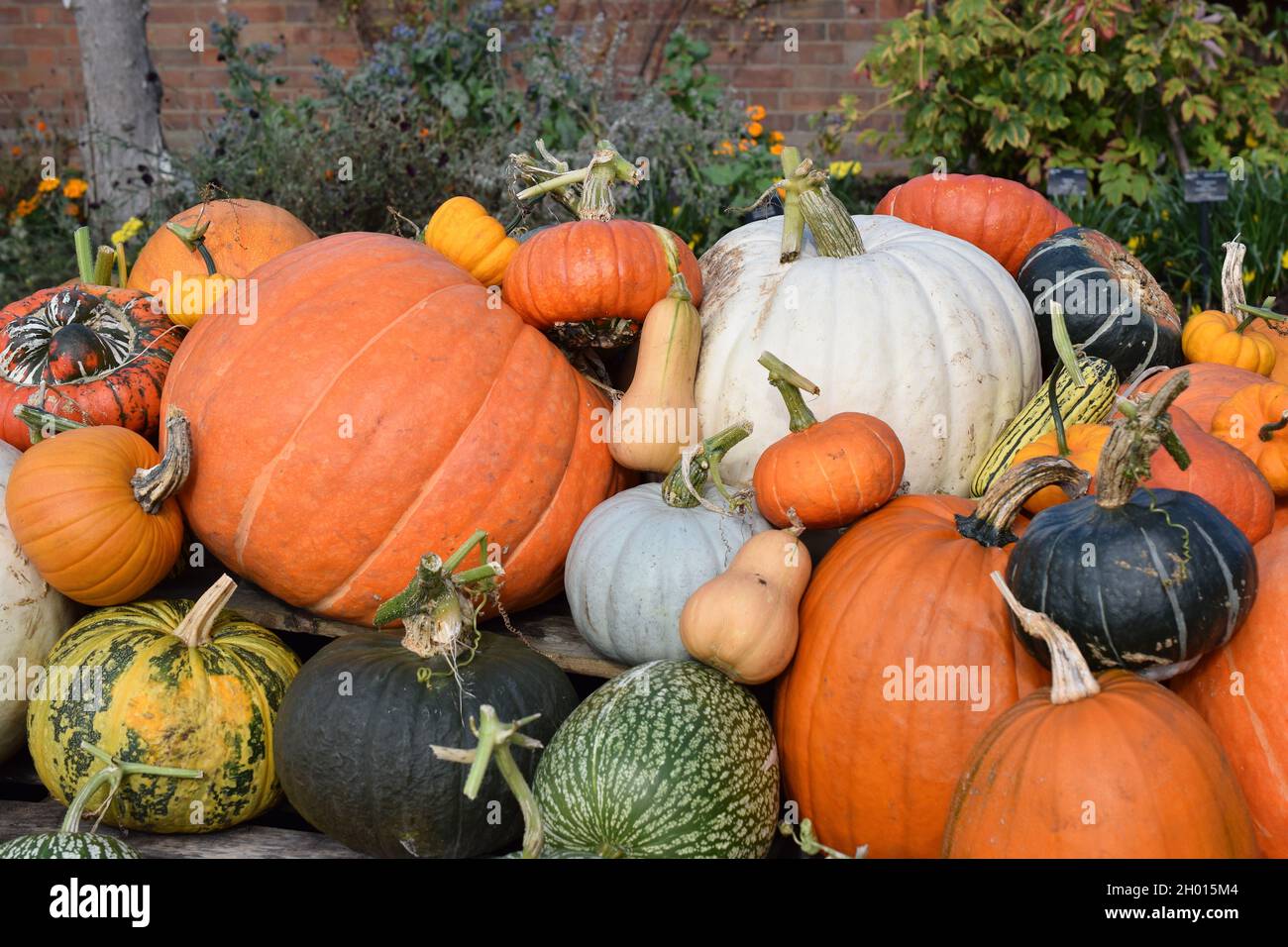 Bright and colourful organic pumpkins in open air. Stock Photo